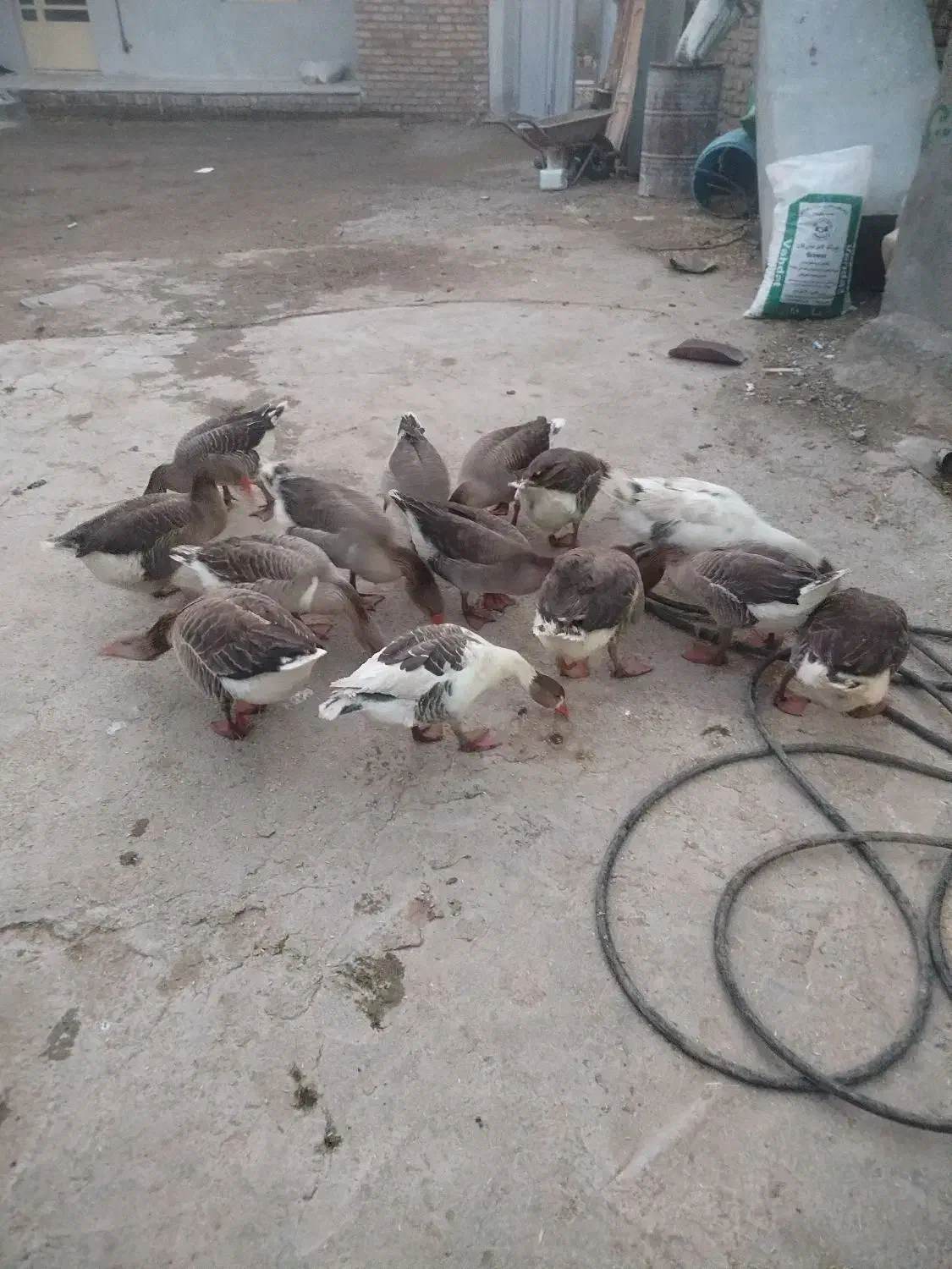 غاز|حیوانات مزرعه|بیرانوند, |دیوار