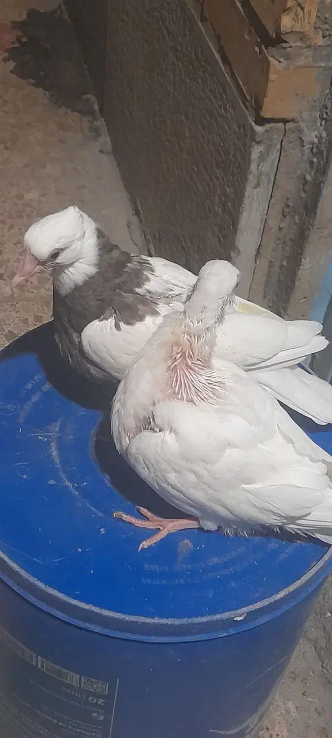 فروش تعدادی کبوتر|پرنده|دهدشت, |دیوار