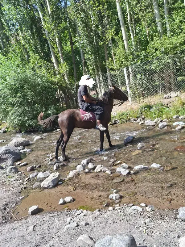 نریان و مادیان یورقه|اسب و تجهیزات اسب‌سواری|میانه, |دیوار