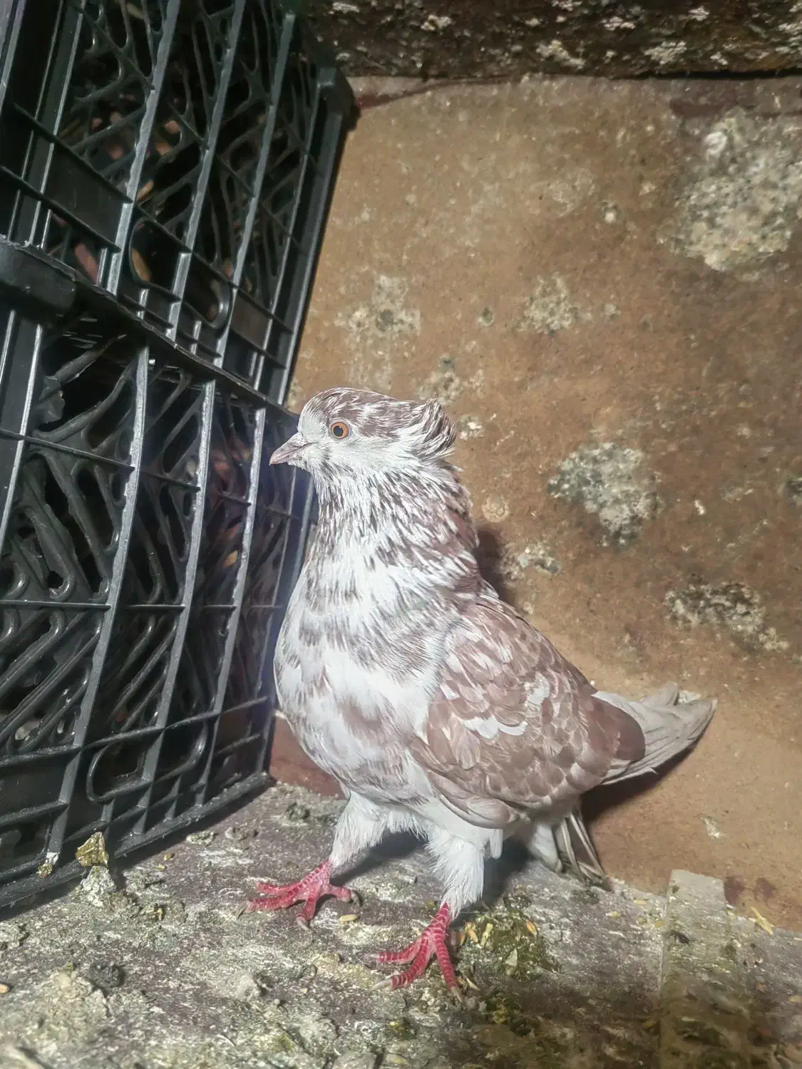 کبوتر|پرنده|سلماس, |دیوار