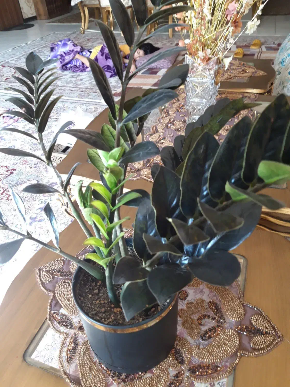 گل و گیاه|گل و گیاه طبیعی|اصفهان, طامه|دیوار