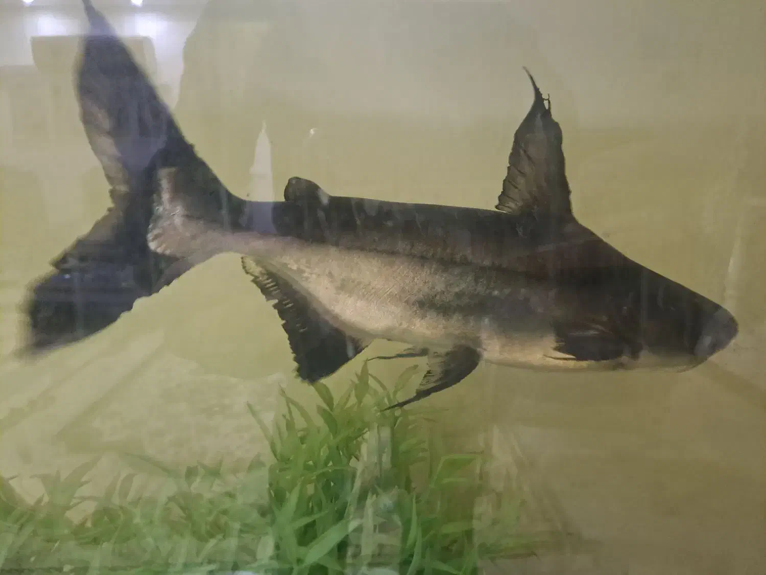 کوسه شکاری|ماهی|کازرون, |دیوار