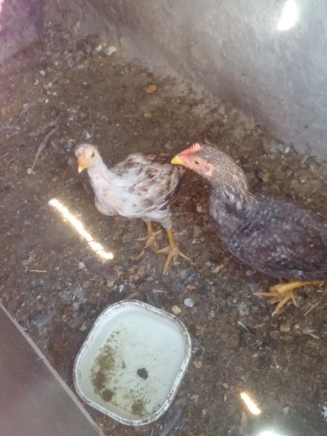 دوتا نوچه خروس و مرغ محلی اصیل لاری|حیوانات مزرعه|زاهدان, |دیوار