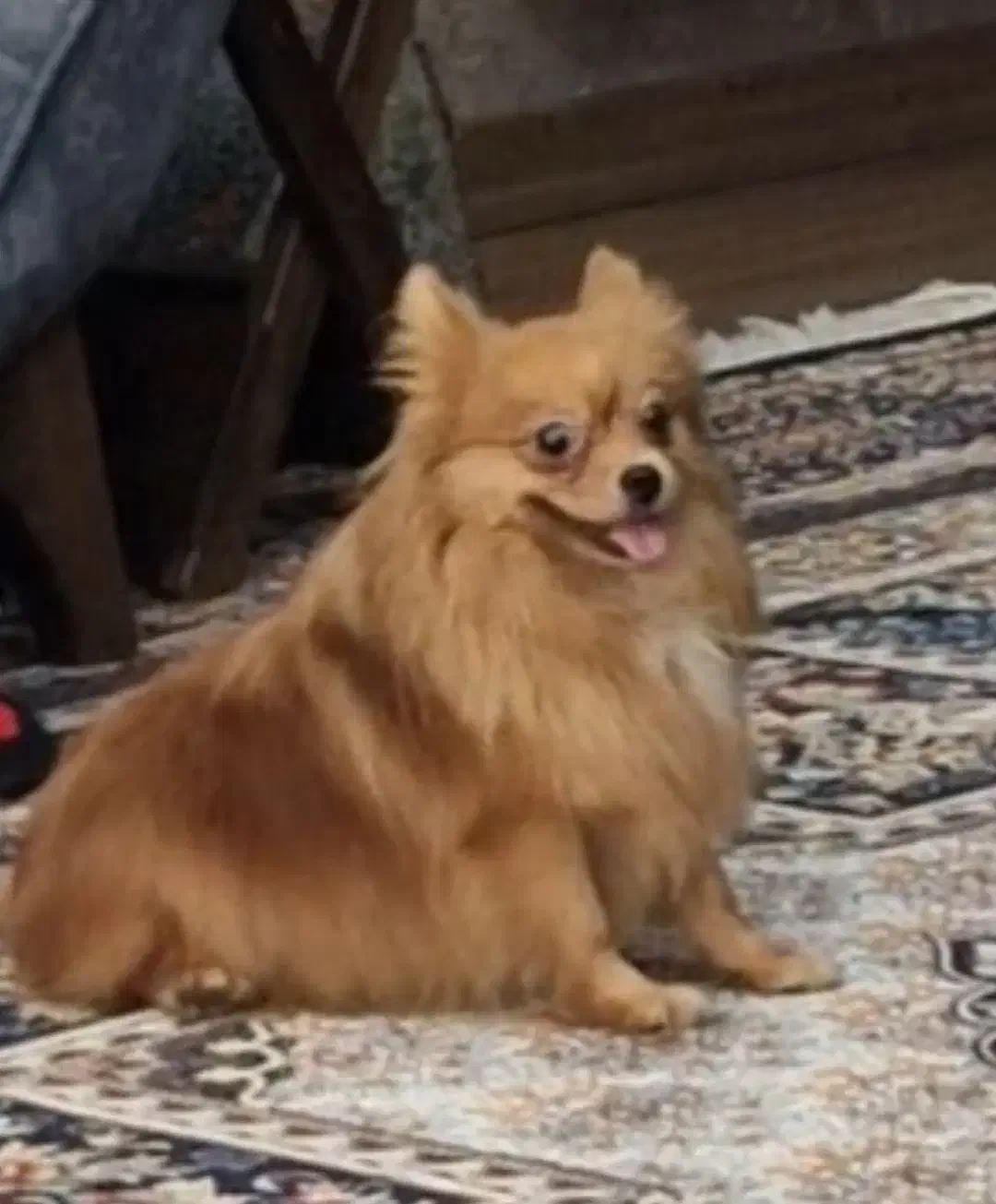 سگ پامر|سگ|یزد, |دیوار