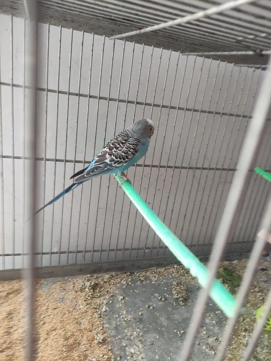 مرغ عشق|پرنده|شاهین‌شهر, خانه کارگر|دیوار