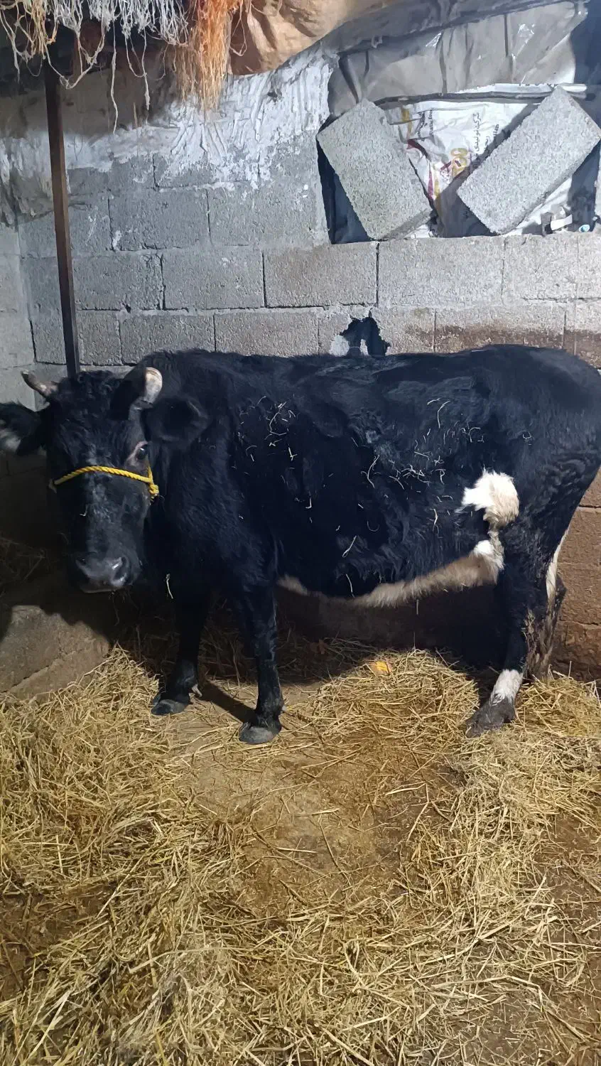 گاو دورگ محلی درجه یک آبستن|حیوانات مزرعه|اسالم, |دیوار