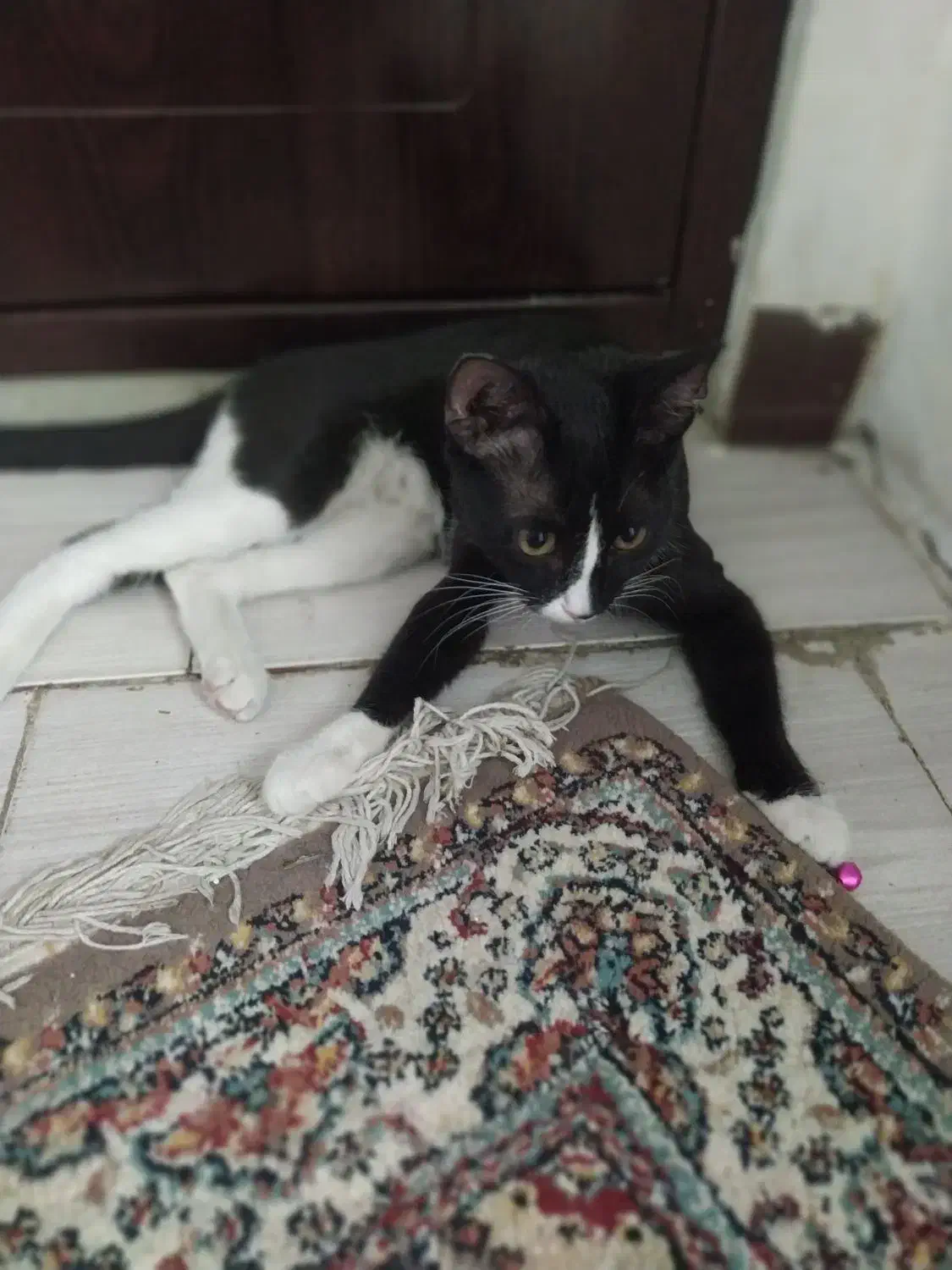 واگذاری 2عدد گربه DSH|گربه|کهریزک, |دیوار