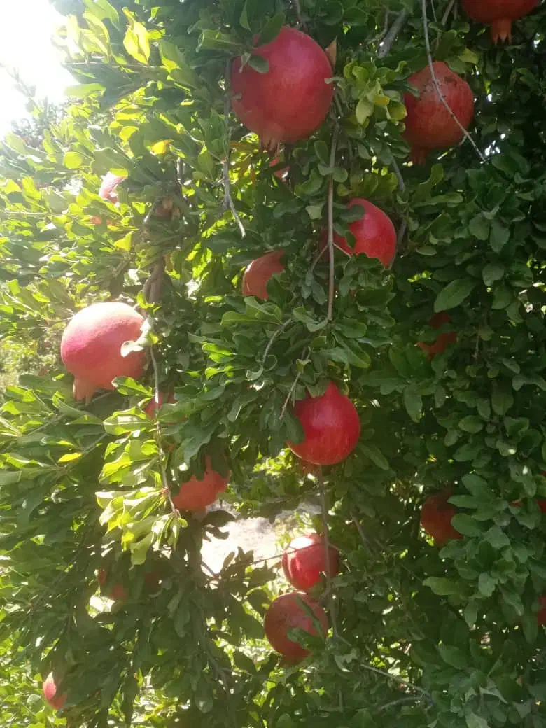 انار رباب دون قرمز|عمدهفروشی|فیروزآباد (فارس), |دیوار