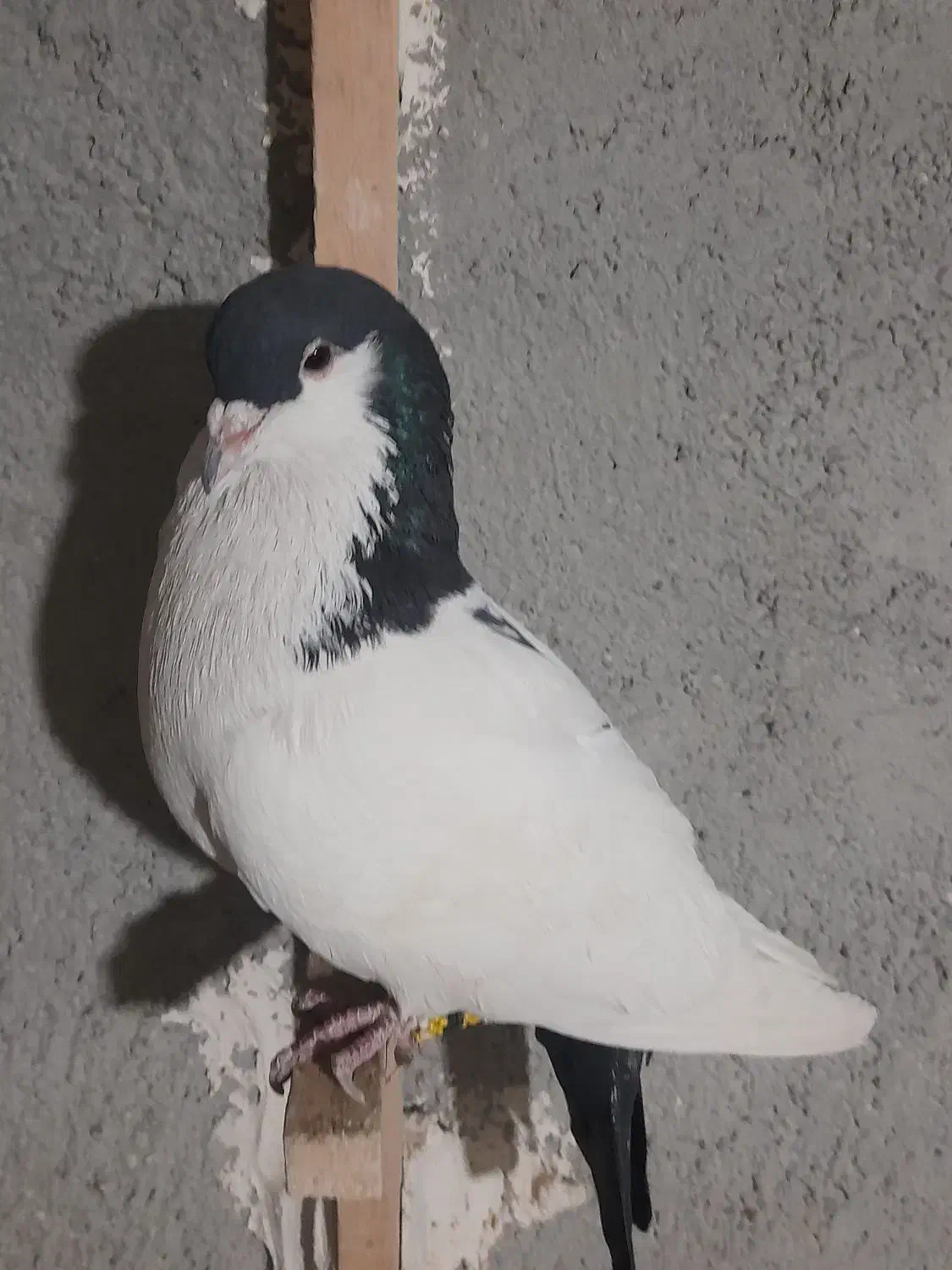 کبوتر لچگی نر|پرنده|کرمانشاه, |دیوار