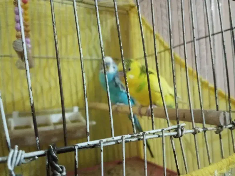 مرغ عشق|پرنده|بم, |دیوار