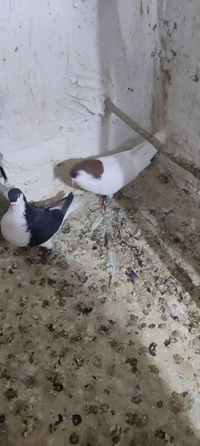 کفتر چادری افغانی|پرنده|محمدشهر, محمدشهر|دیوار