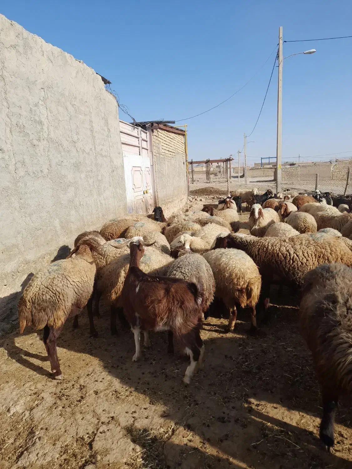 60راس میش آبستن سنگین با ۳۰تا بز جوان|حیوانات مزرعه|کوهدشت, |دیوار