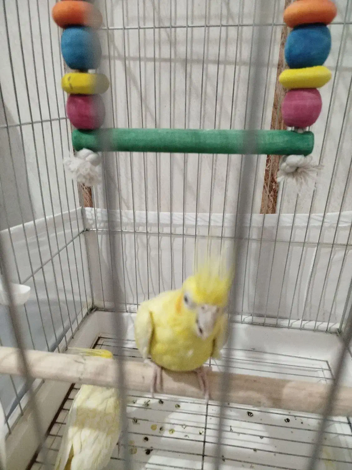 دو تا عروس هلندی خیلی زیبا و دو مرغ عشق زیبا|پرنده|قائن, |دیوار