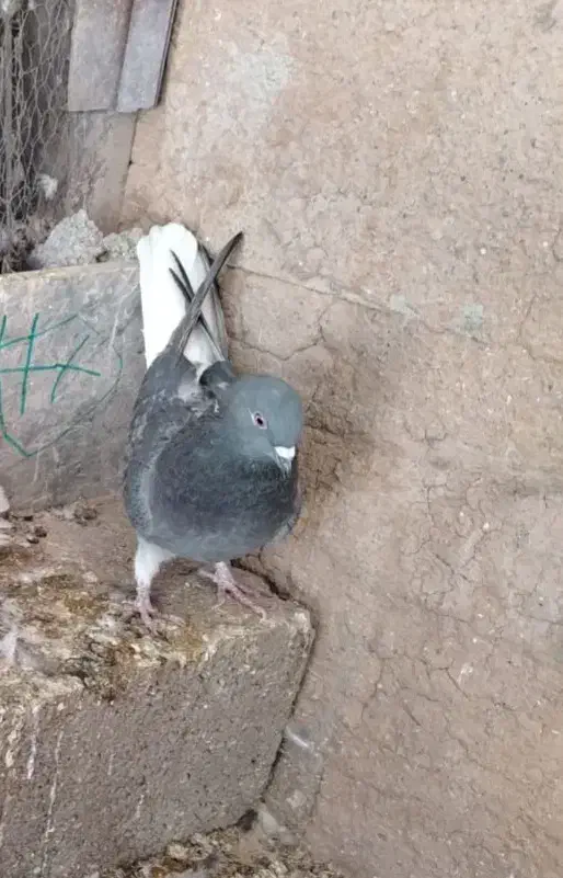 کبوتر تخت دم سفید|پرنده|نجفآباد, کشاورز|دیوار