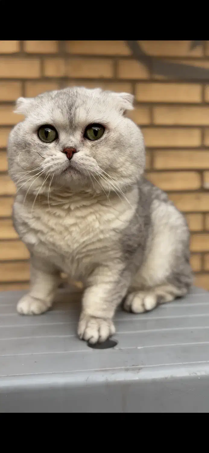 فروش تعدادی مولد اسکاتیش و بریتیش نر و ماده|گربه|اهواز, کیانپارس |دیوار