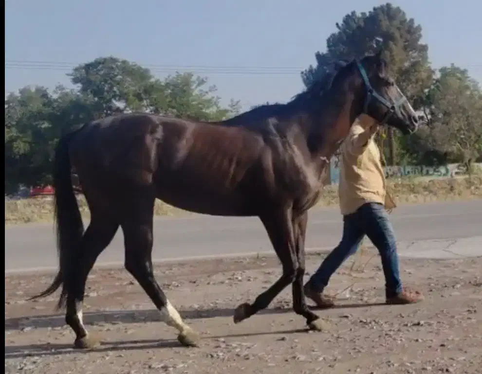 تروبرد خوش اخلاق|اسب و تجهیزات اسبسواری|مشهد, فرهنگ|دیوار