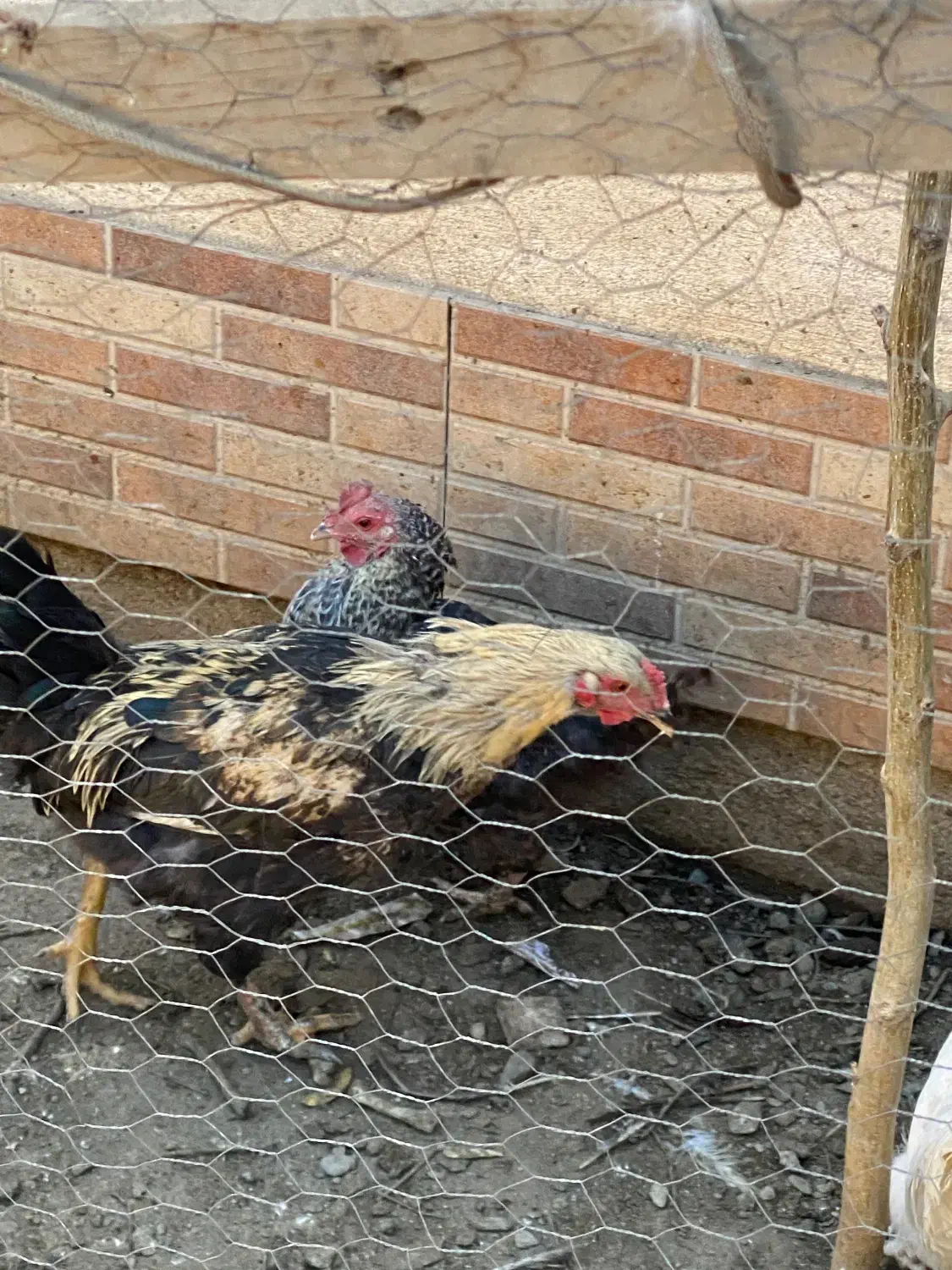 خروس محلی|حیوانات مزرعه|مشهد, ویلاشهر|دیوار