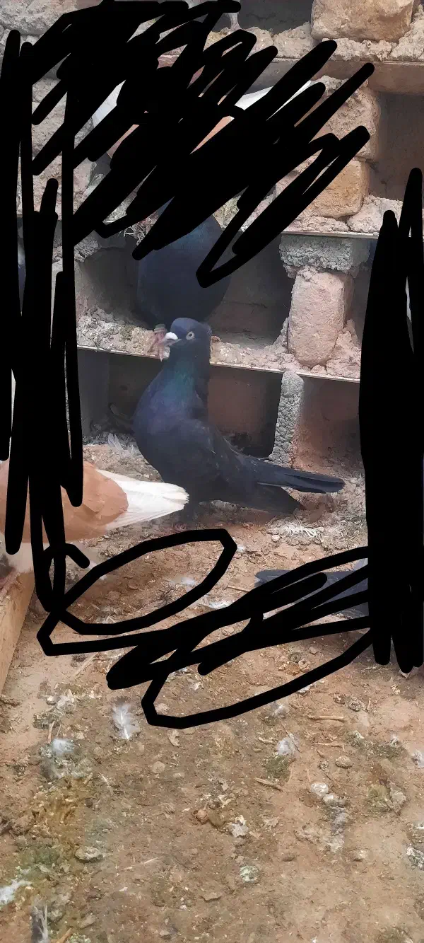 سه عدد کبوتر سالم و سرحال|پرنده|میاندوآب, |دیوار