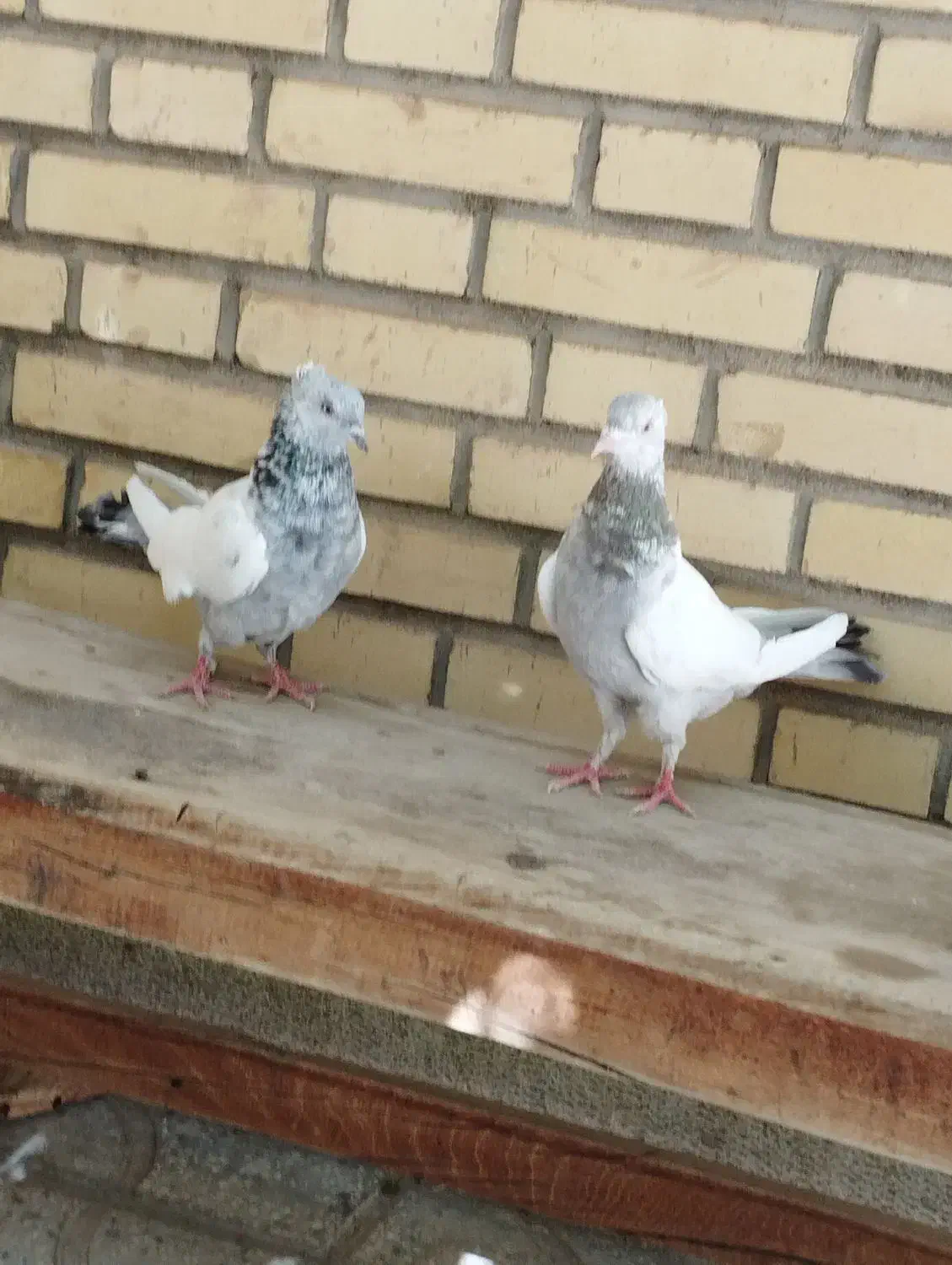 دوتا کفتر سینه ای به شرط|پرنده|شیراز, دروازه قران|دیوار
