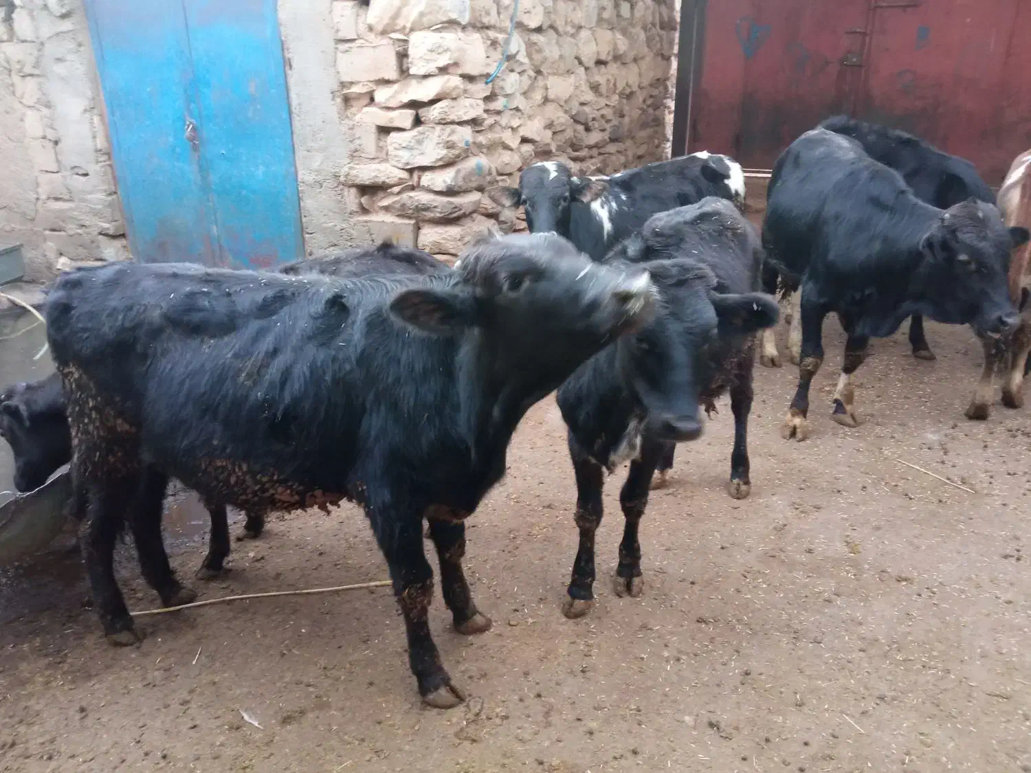 فروش شش راس گوساله سه تا  نر سه تا ماده یک ساله|حیوانات مزرعه|کامیاران, |دیوار