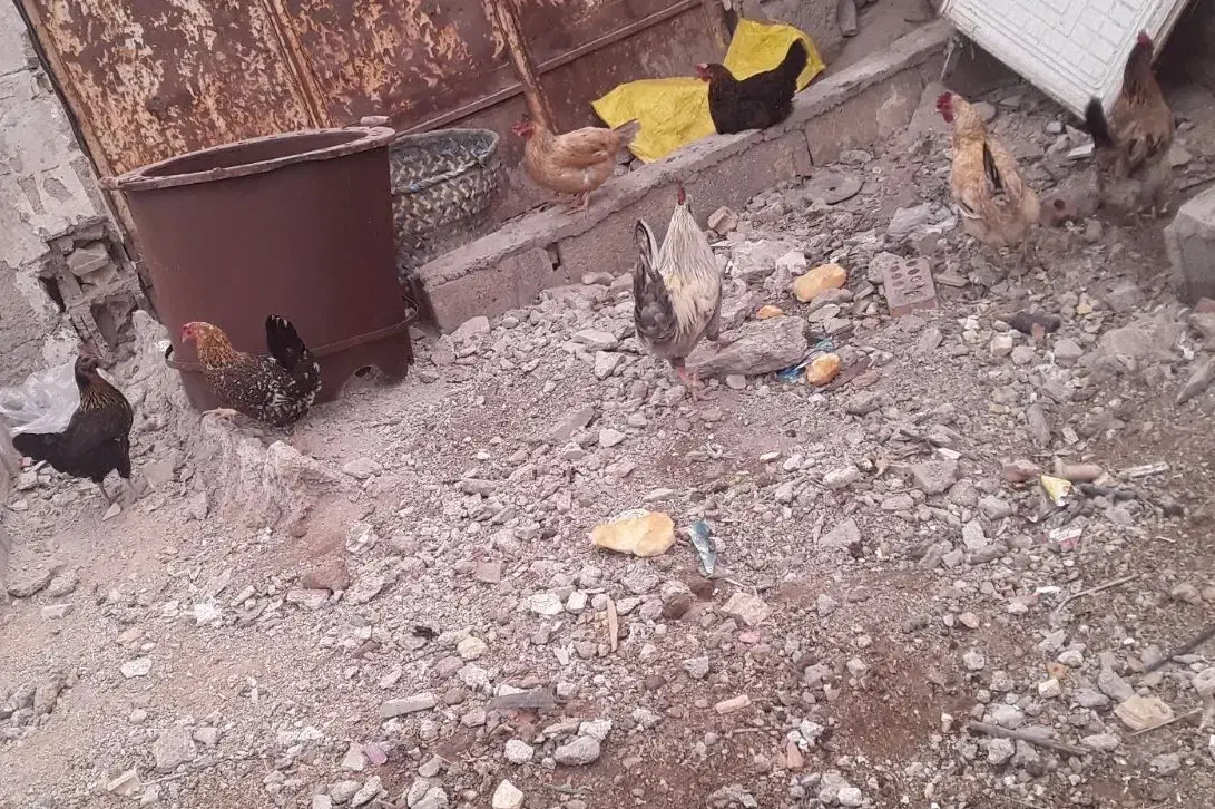 کفتر و مرغ محلی|پرنده|بندر ماهشهر, |دیوار