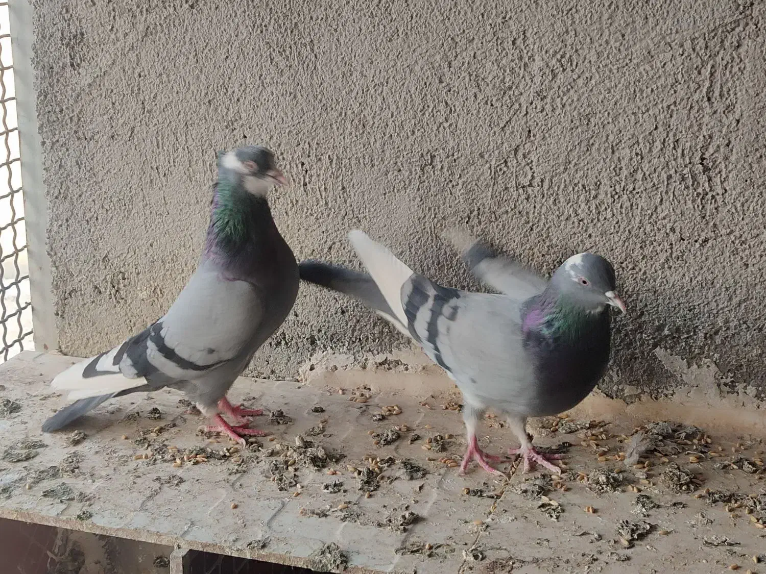 یک جفت کبوترابلق سبز سلامت و پرشی|پرنده|شهریار, شهرک مصطفی خمینی|دیوار