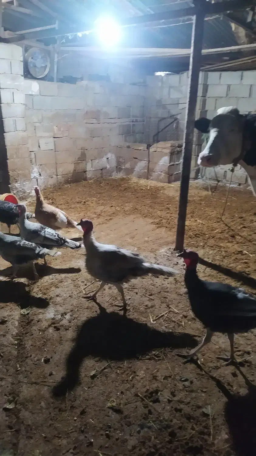 بوقلموننر|حیوانات مزرعه|گنبد کاووس, |دیوار