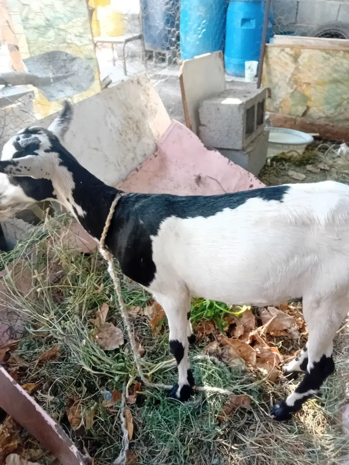 فروش۳تا کهره بربری|حیوانات مزرعه|بند زرک, |دیوار