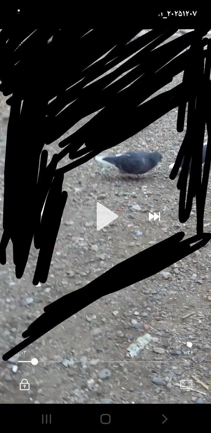 کبوتر دمیری آغ شاپر دیروز رفته|پرنده|ارومیه, |دیوار