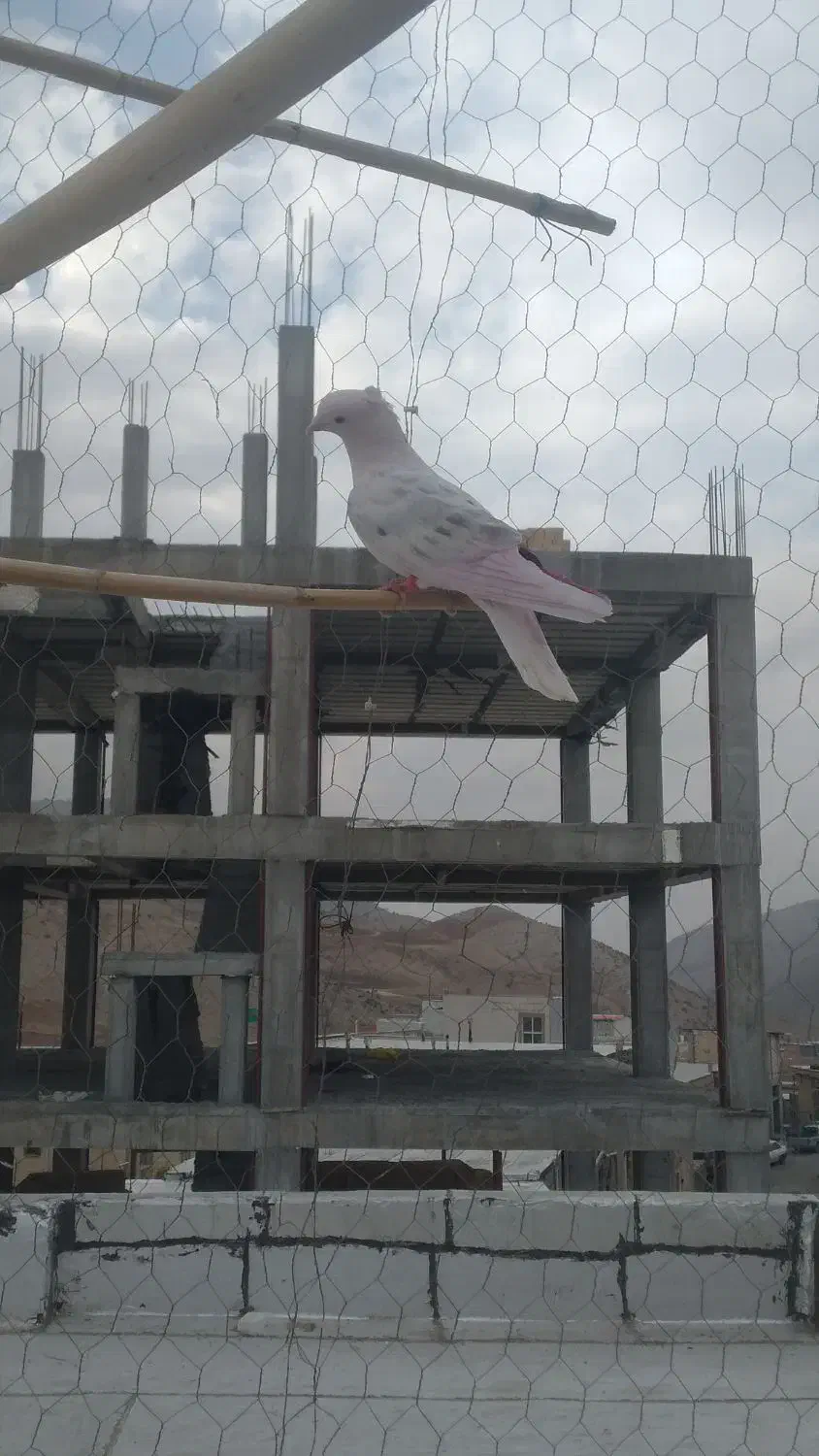 نر نباتی خال سیاه|پرنده|ایلام, |دیوار