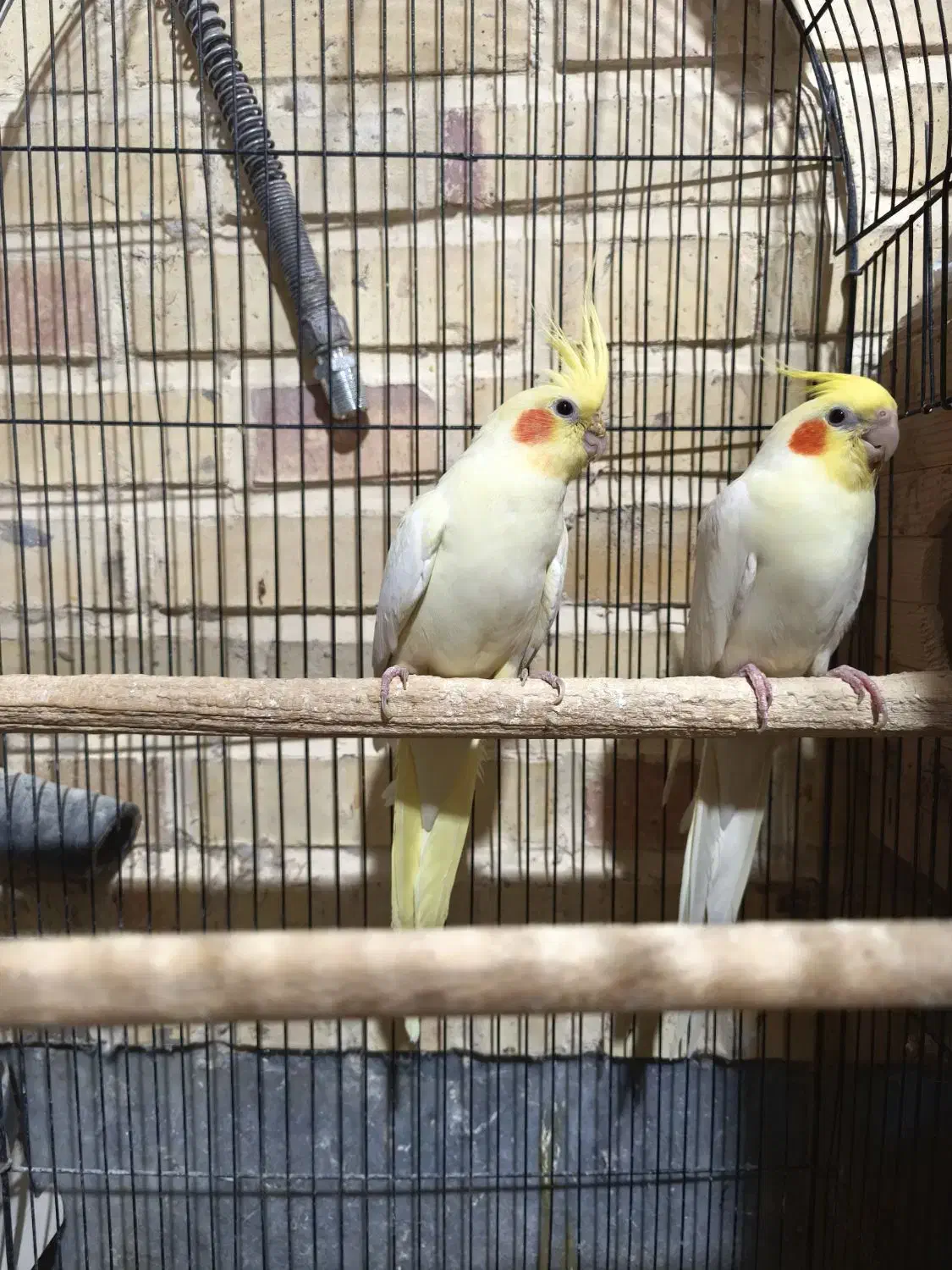 جفت عروس مولد|پرنده|بیرجند, |دیوار