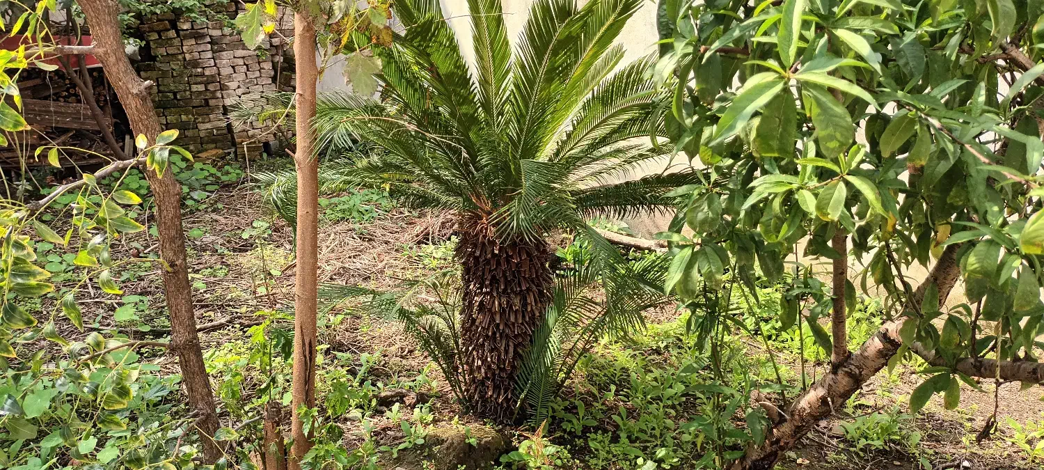 سیکاس با قدمت ۱۰سال، بیش از۲۰ سال و سیکاس گلدانی|گل و گیاه طبیعی|لاهیجان, انقلاب|دیوار