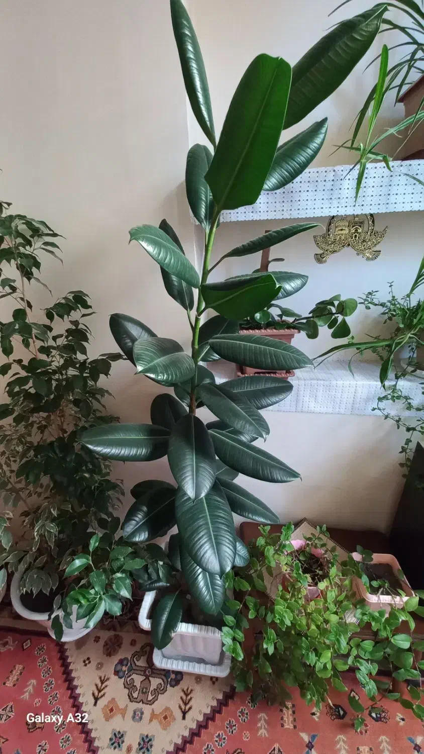 گل و گیاه خانگی بزرگ|گل و گیاه طبیعی|اسکو, |دیوار