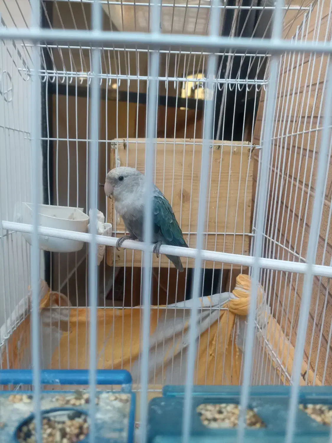 طوطی برزیلی|پرنده|داراب, |دیوار