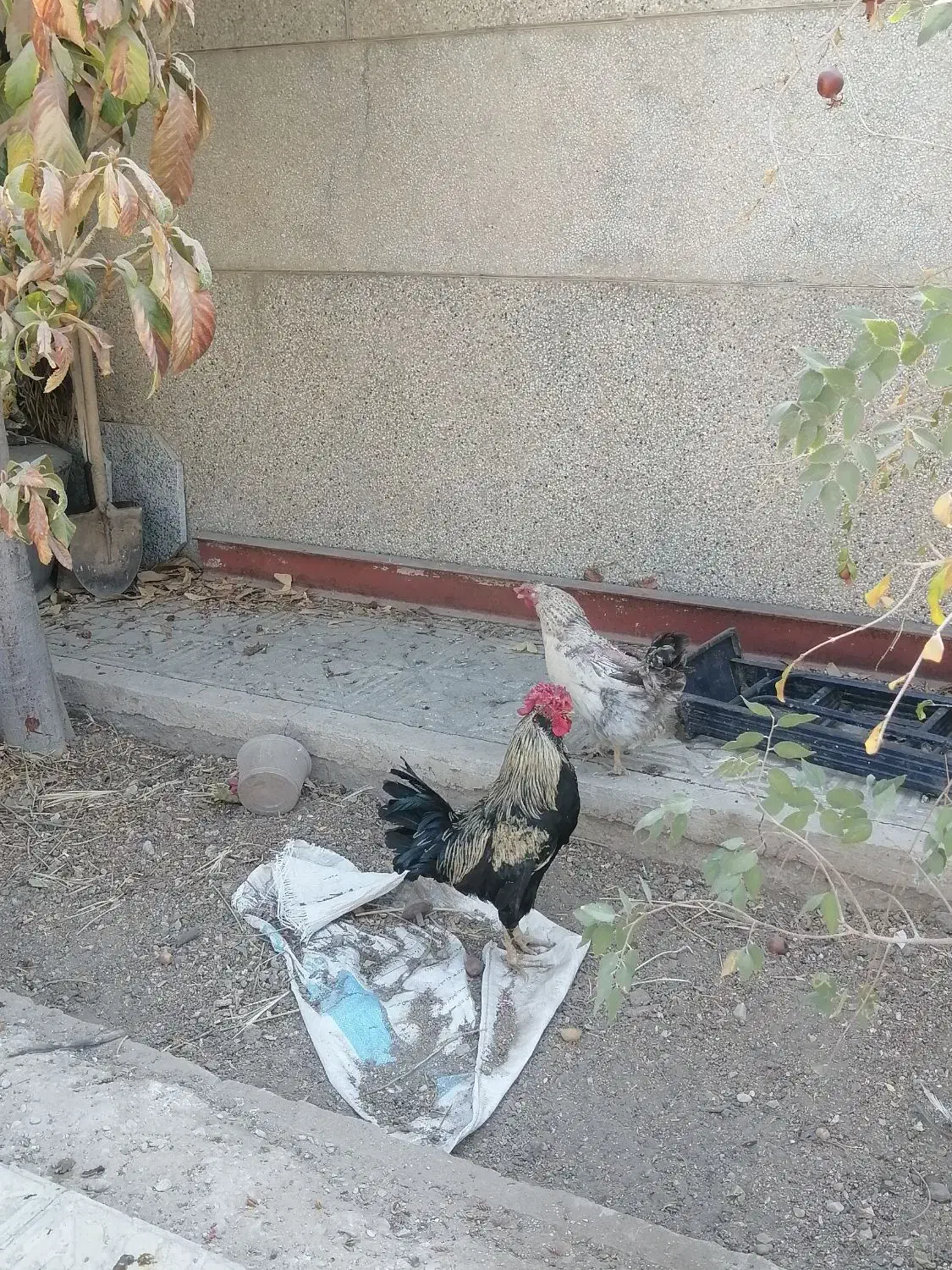 فروش خروس جوان و سالم چهل تاجه|حیوانات مزرعه|نیریز, |دیوار