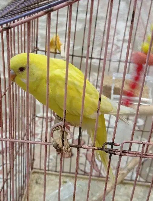 چشم قرمز مرغ عشق|پرنده|بندر امام خمینی, |دیوار