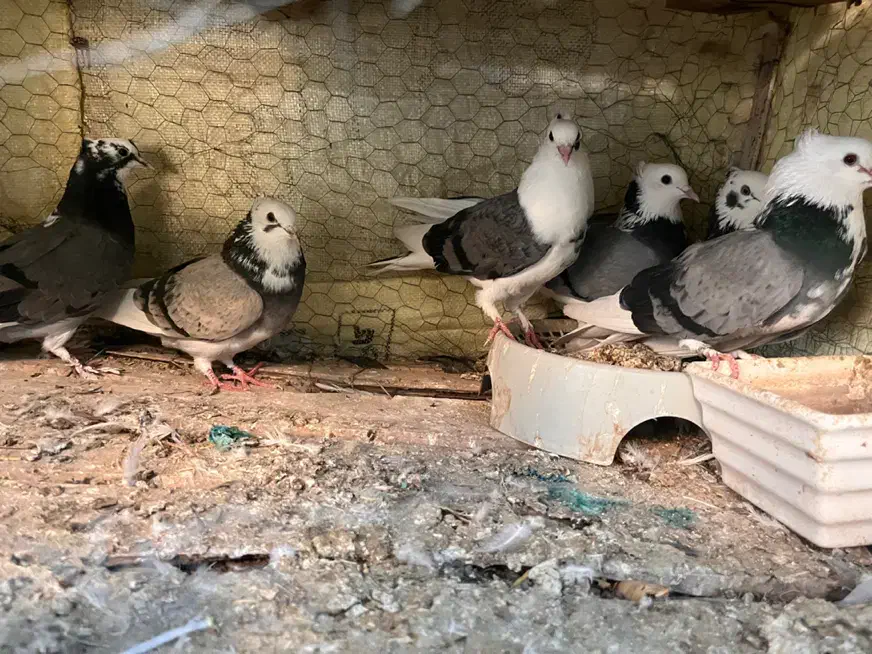 کبوتر شازده|پرنده|عنبرآباد, |دیوار