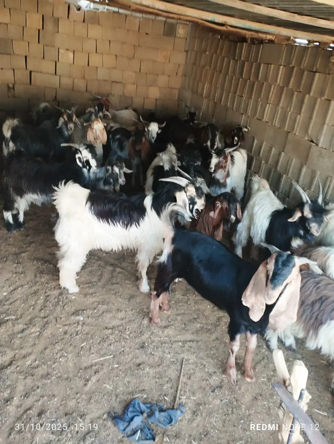 کهره نر چاق تخت|حیوانات مزرعه|جهرم, |دیوار