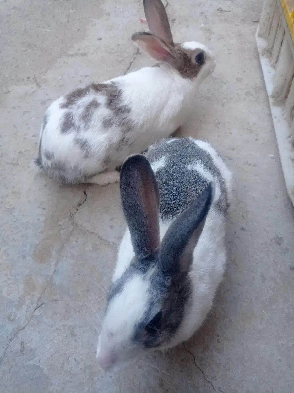 فروش یه جفت خرگوش خارجی|موش و خرگوش|بانه, |دیوار