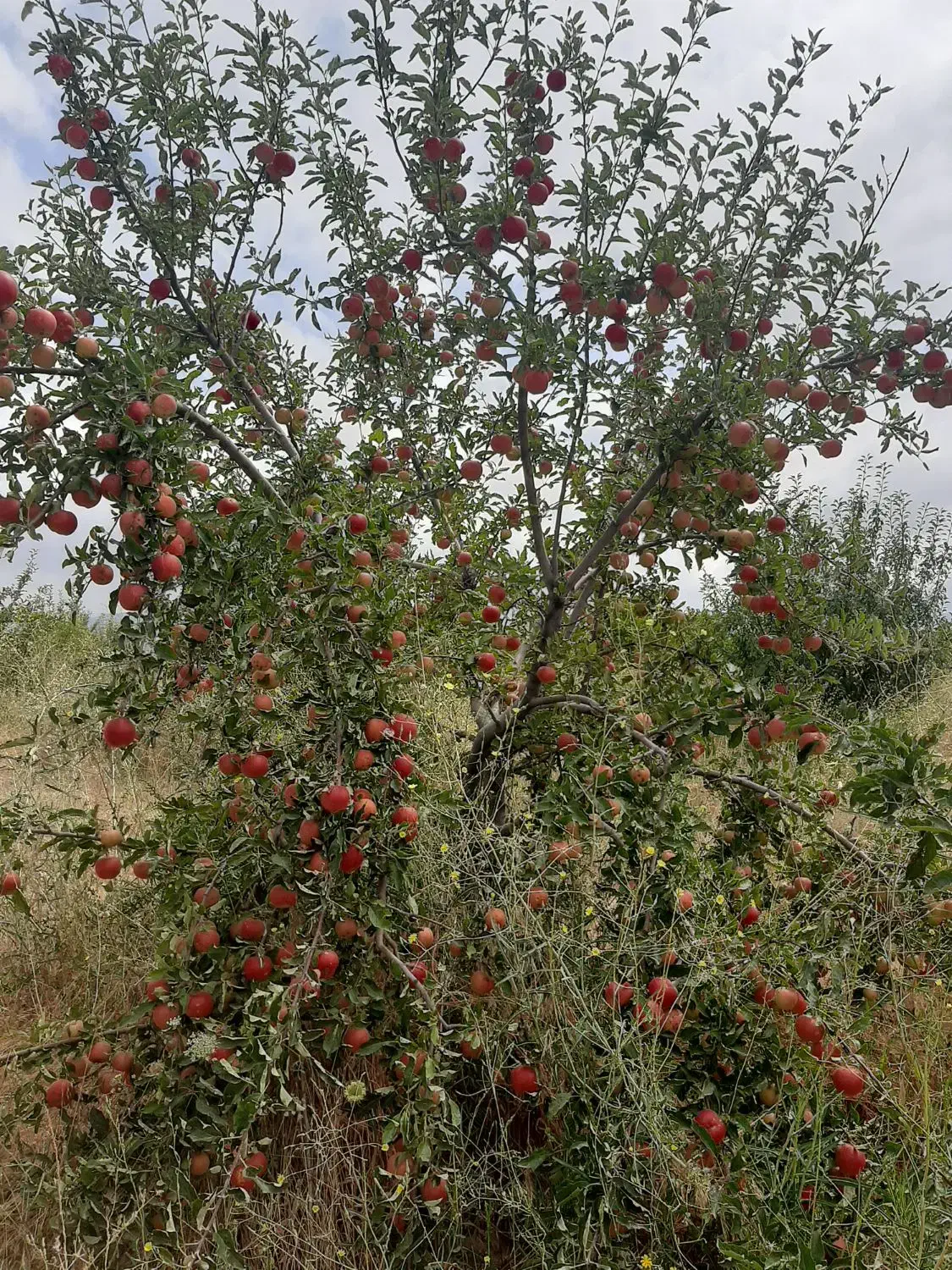 اجاره دادن باغ دارای ۷۰۰ درخت روستای مشگین شهر|اجارهٔ کوتاه‌مدت ویلا و باغ|مشگین شهر, |دیوار
