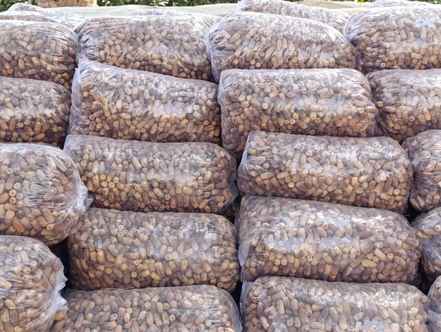 خرما سنگ شکن|حراج|فهرج, |دیوار