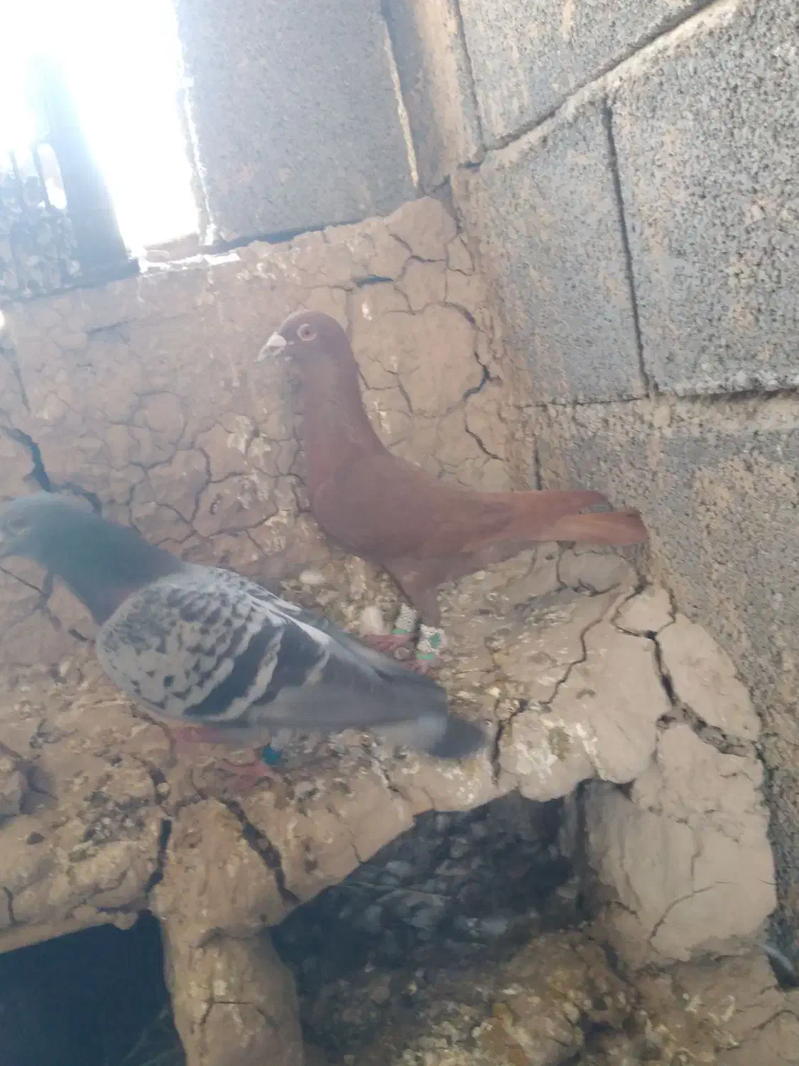 کبوتر دورگ|پرنده|کرخه, |دیوار