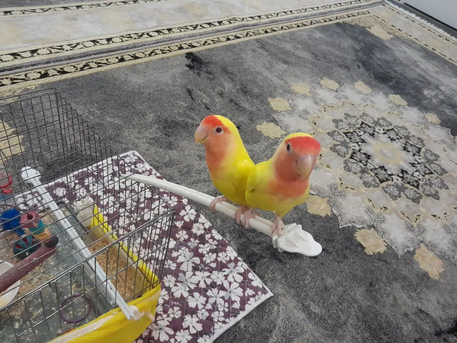 کوتوله  برزیلی|پرنده|فولادشهر, مسکن مهر فولادشهر|دیوار