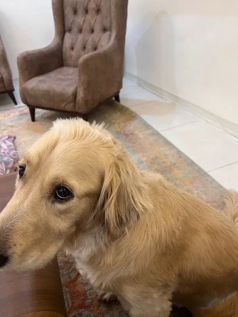 ۱۰ میلیون مژدگانی سگ گم شده|حیوانات|باغ ملک, |دیوار