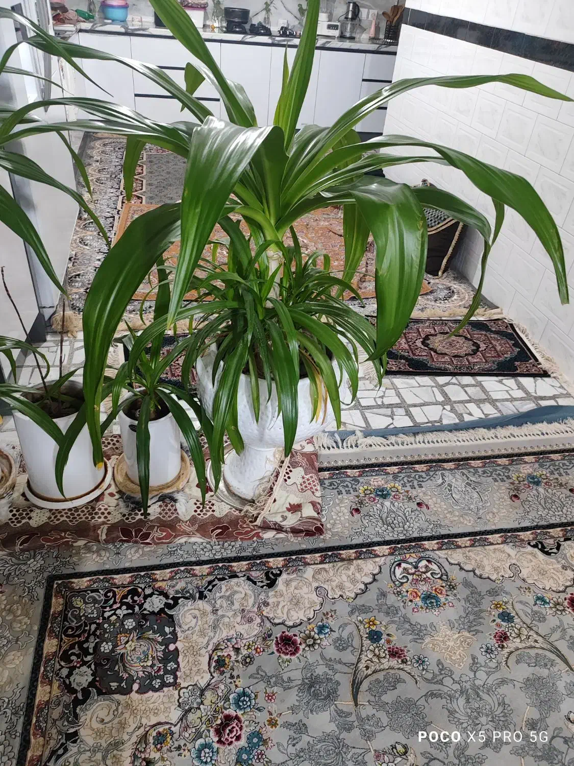 گل های اشک ملکه از کوچک ب بزرگ|گل و گیاه طبیعی|پیر بکران, |دیوار