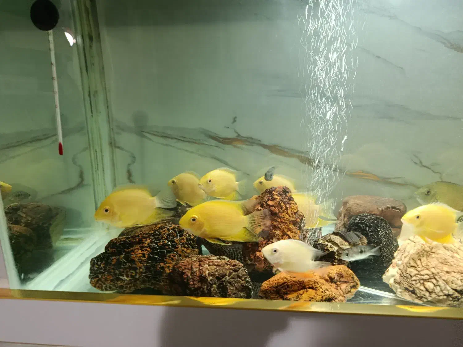 ماهی سورم|ماهی|صدرا-فارس, فاز ۲|دیوار