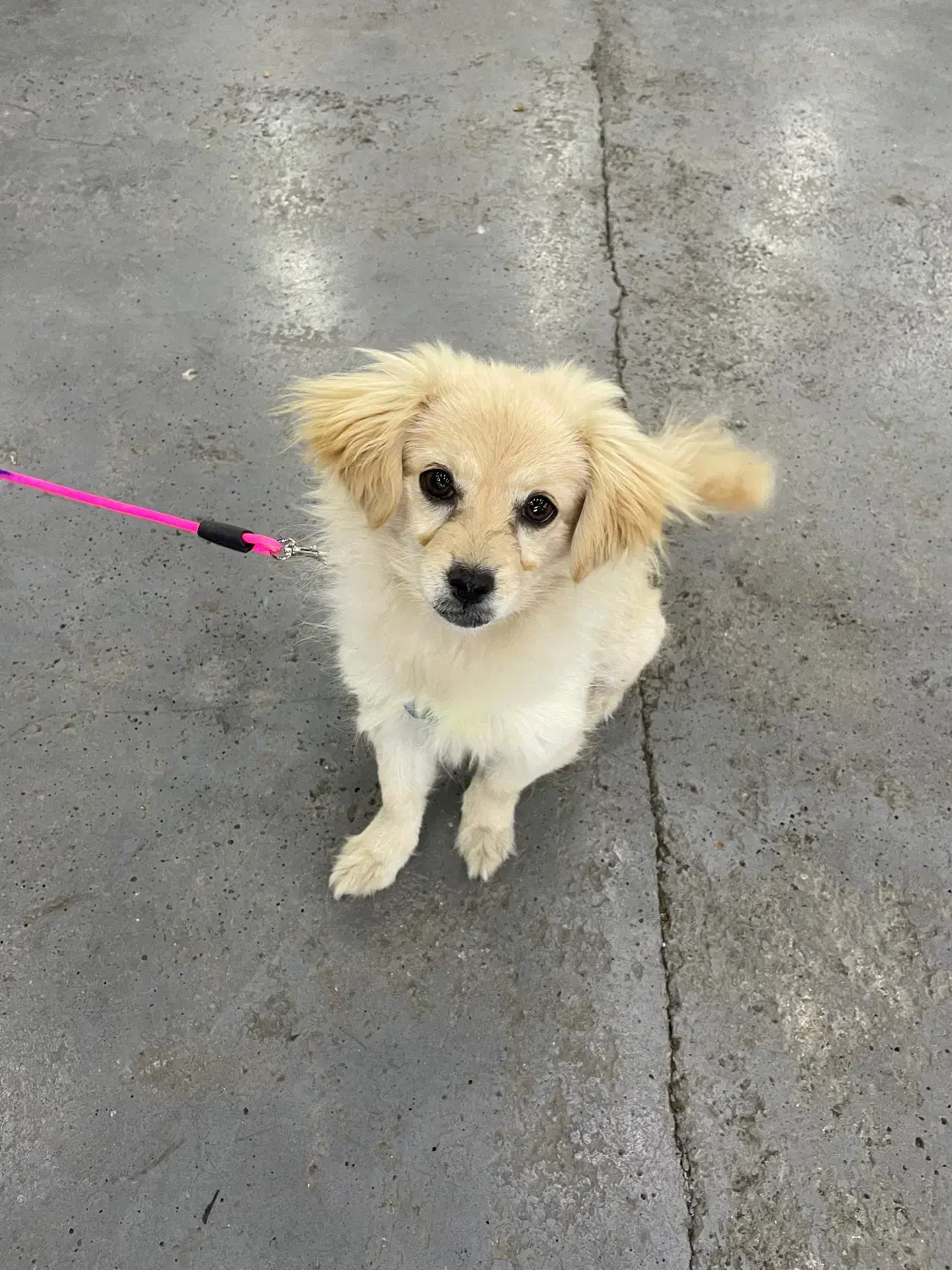 اشپیتز ۳ ماهه ماده|سگ|بابلسر, |دیوار