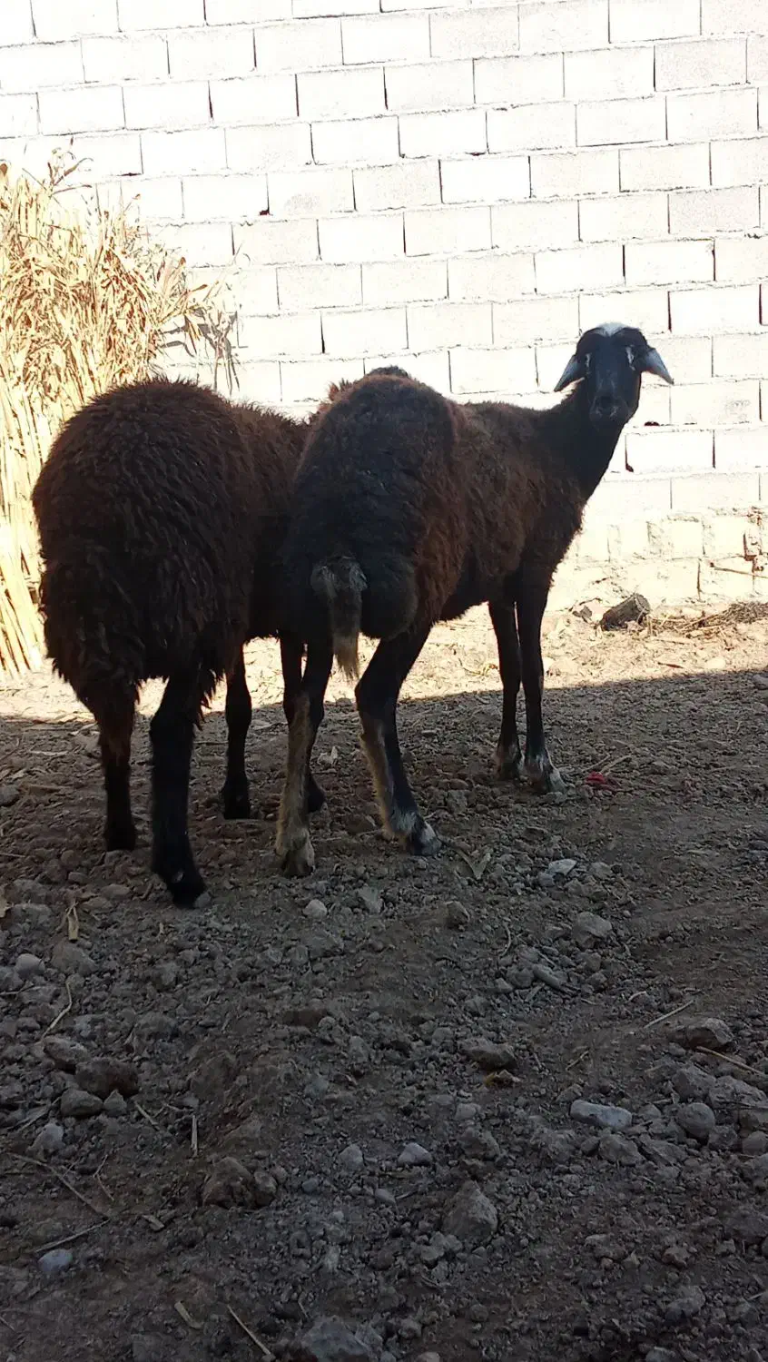 دوراس گوسفند شیشک آبستن سنو شده|حیوانات مزرعه|سیمین شهر, |دیوار
