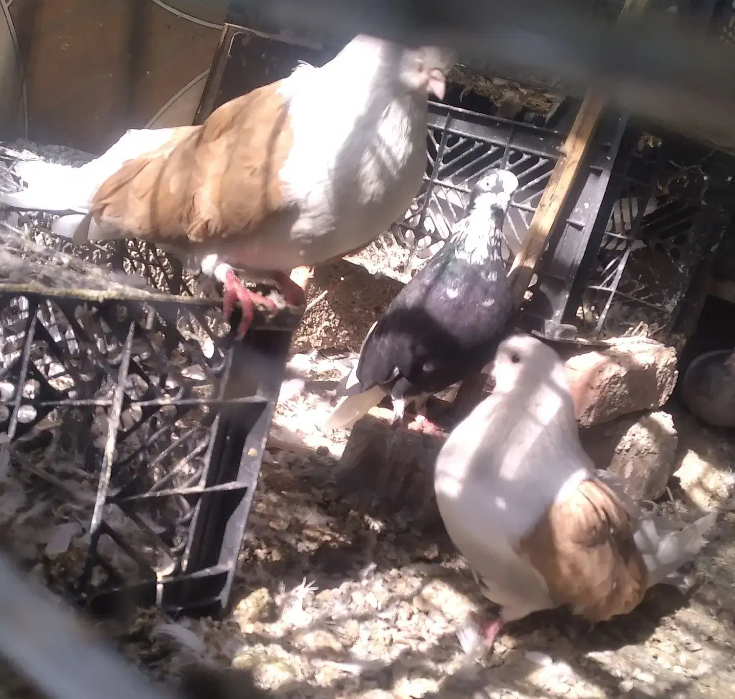 کبوتر نقش|پرنده|عنبرآباد, |دیوار