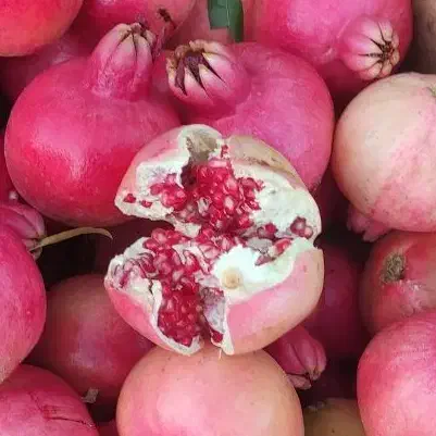 اجاره یا فروش محصول انار کوهمره|عمده‌فروشی|شیراز, میانرود|دیوار